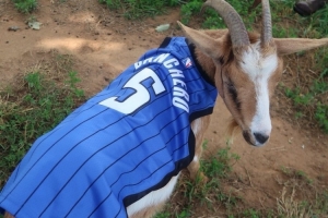 搞事？魔术官媒晒2头羊（GOAT）身穿班凯罗&小瓦格纳球衣的照片